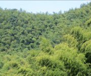 竹子的特點有哪些？